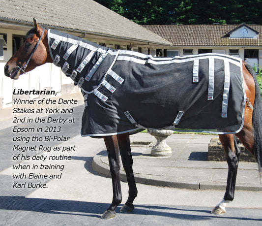 Can magnets boost performance in horses?