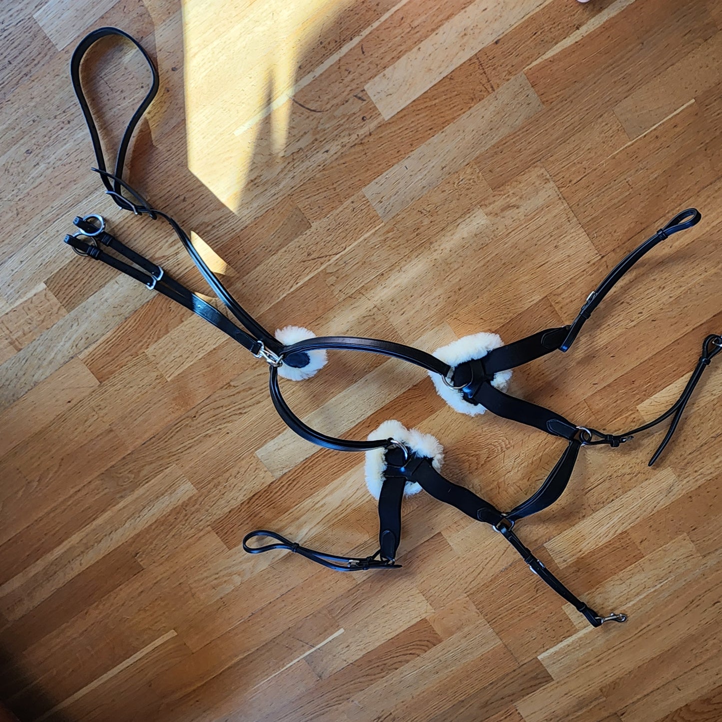 Black leather Five point breast plate and martingale. Full size