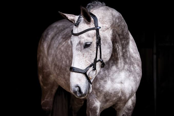 PS of Sweden black Pioneer bridle, cob size