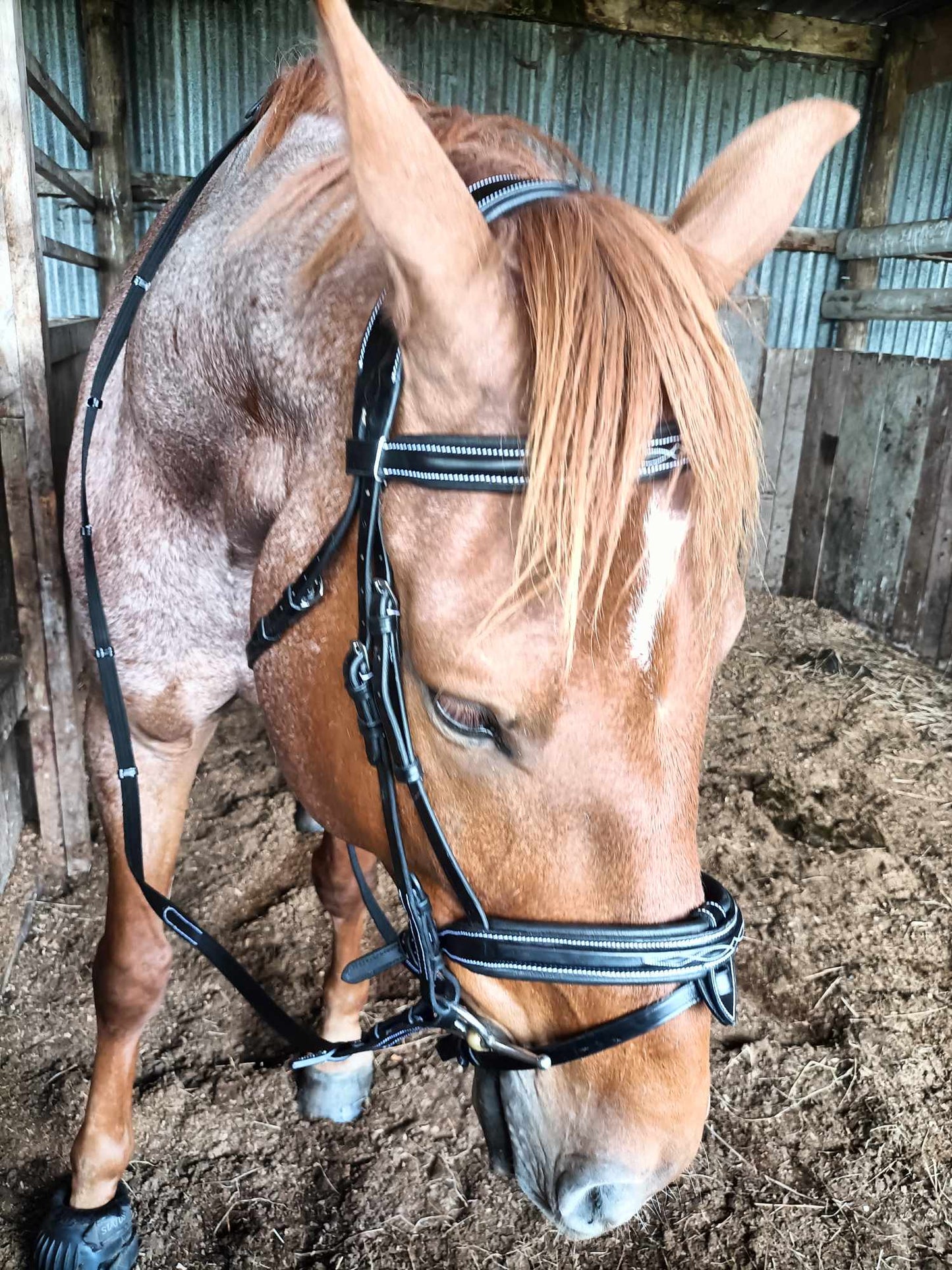 ETS Fancy Stitch Italian Leather Anatomical Bridle and reins
