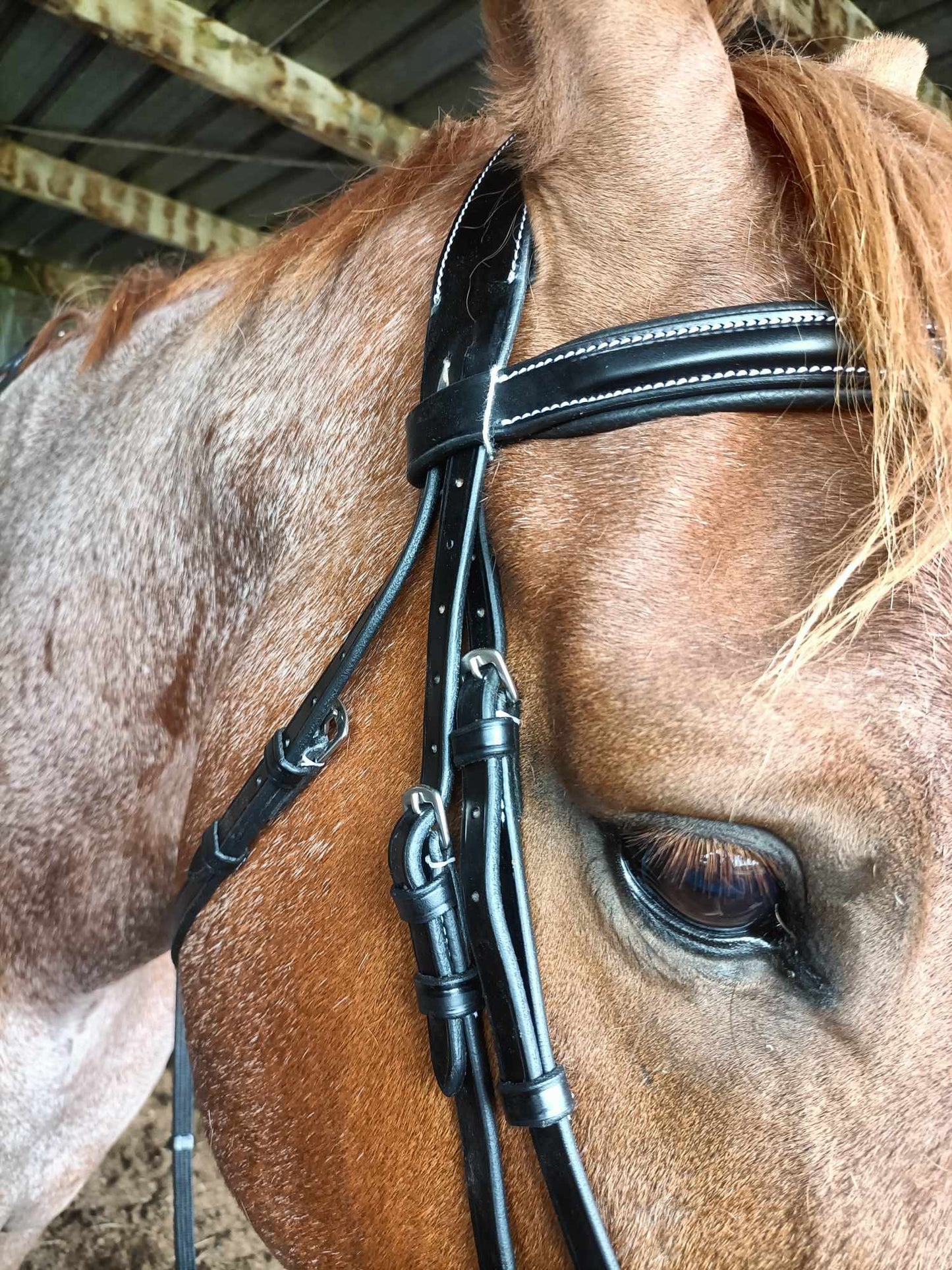 ETS Fancy Stitch Italian Leather Anatomical Bridle and reins