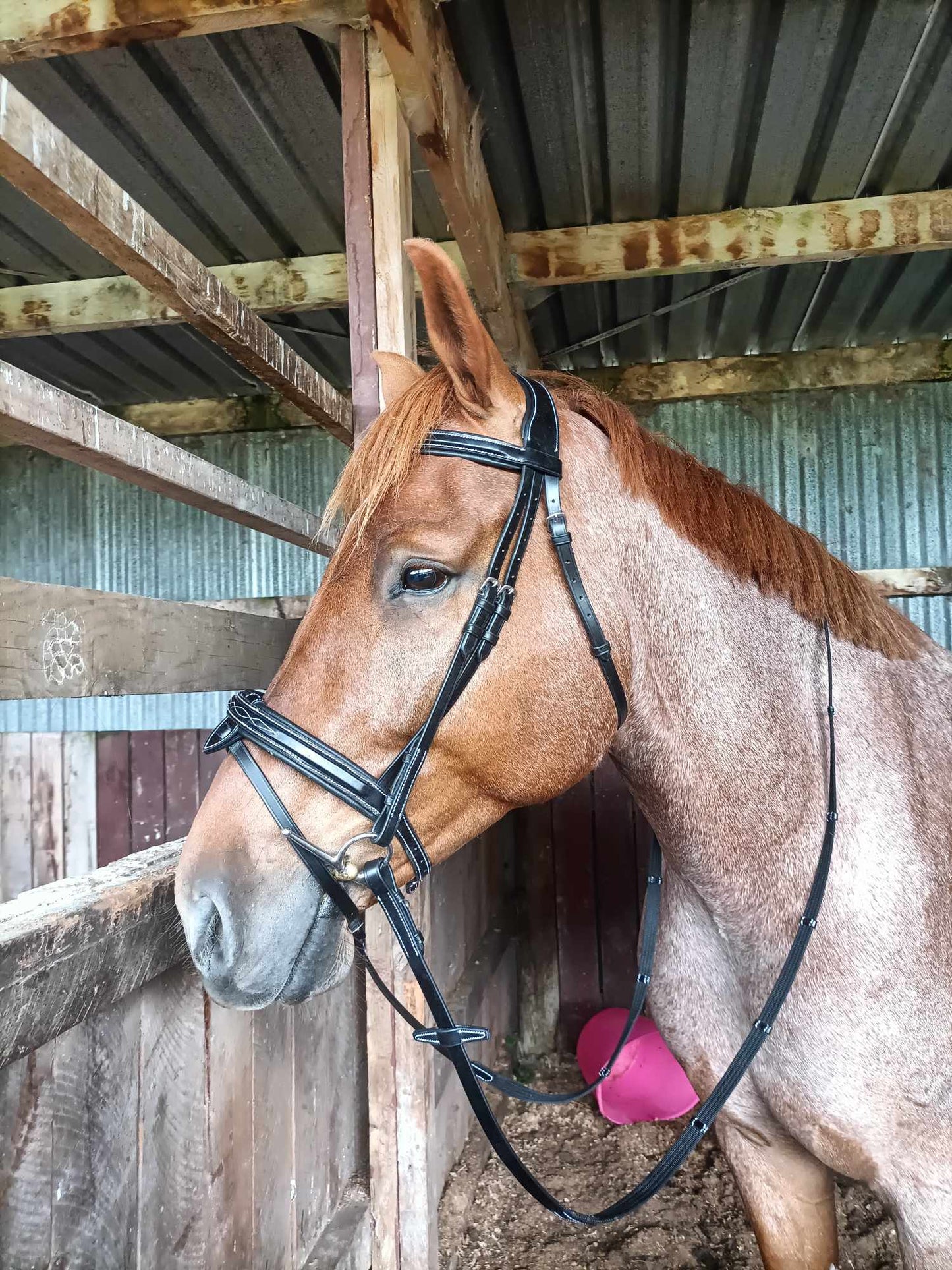 ETS Fancy Stitch Italian Leather Anatomical Bridle and reins