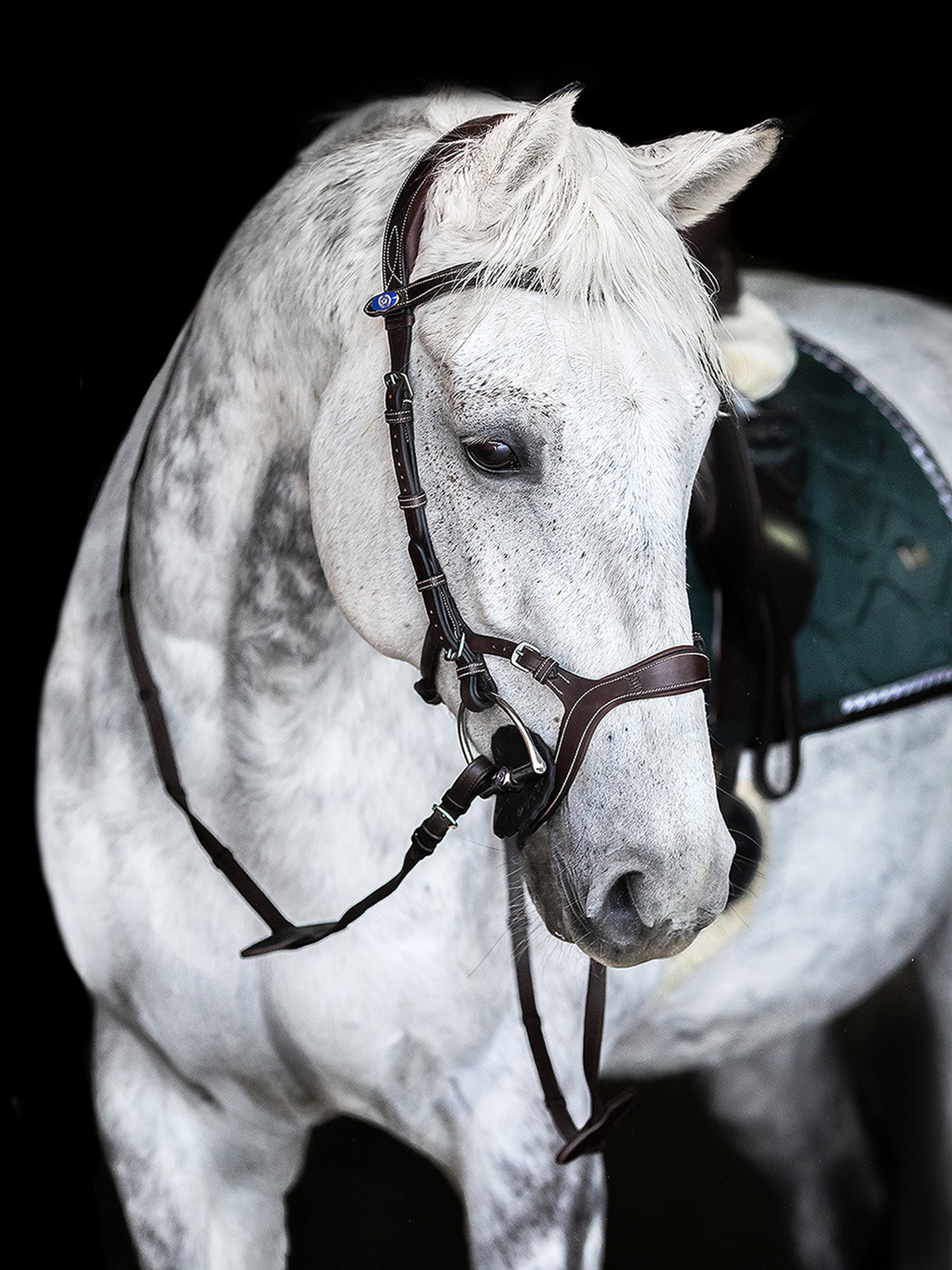 PS of Sweden brown Nirak bridle full size (size 2) Brand new! - Robyn's Tack Room