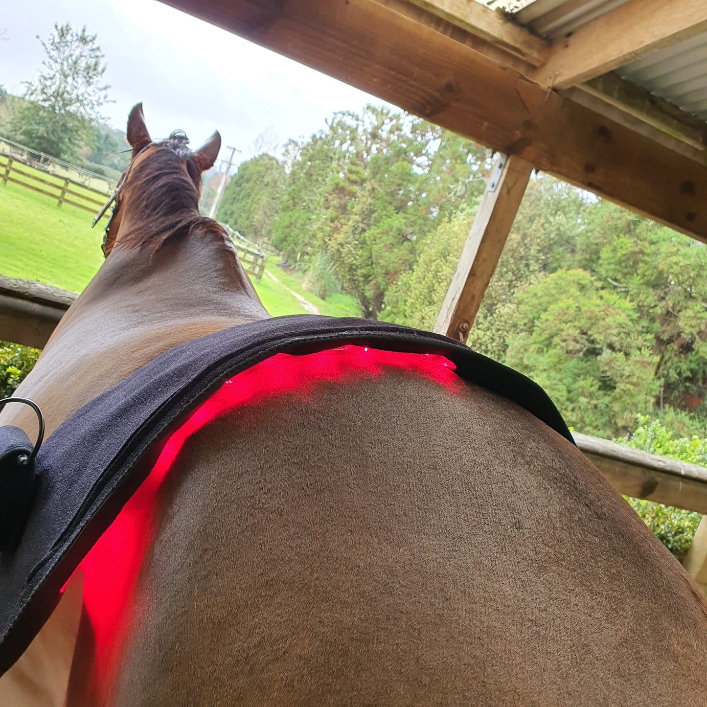 Equine Therapy Systems Infrared Leg / Back / Neck Wrap (medium)