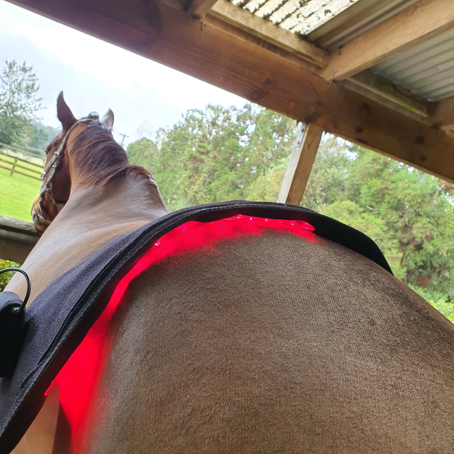 Equine Therapy Systems Infrared Leg / Back / Neck Wrap (medium)