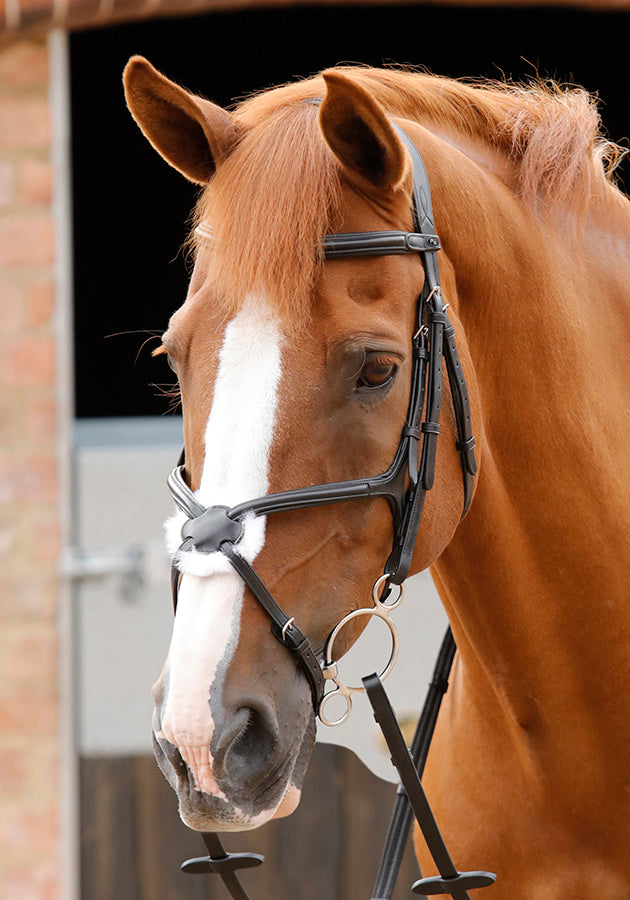 Premier Equine Glorioso Grackle Bridle