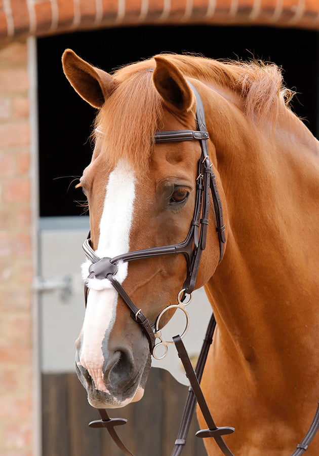 Premier Equine Glorioso Grackle Bridle
