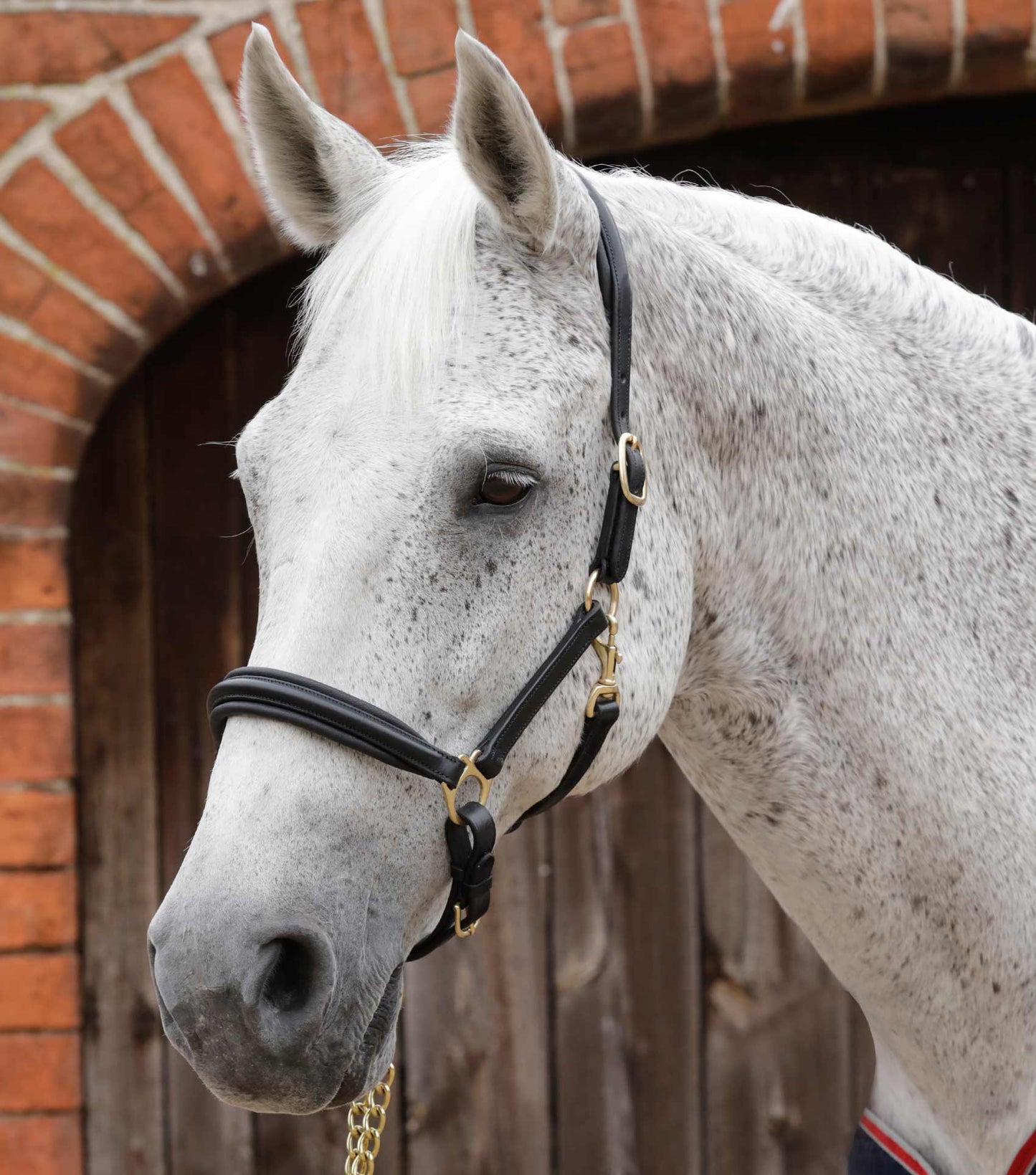 Premier Equine Rego Padded Leather Head Collar / halter