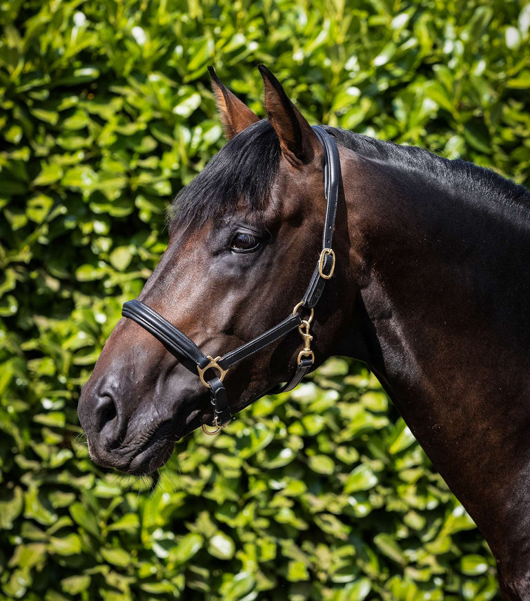 Premier Equine Rego Padded Leather Head Collar / halter