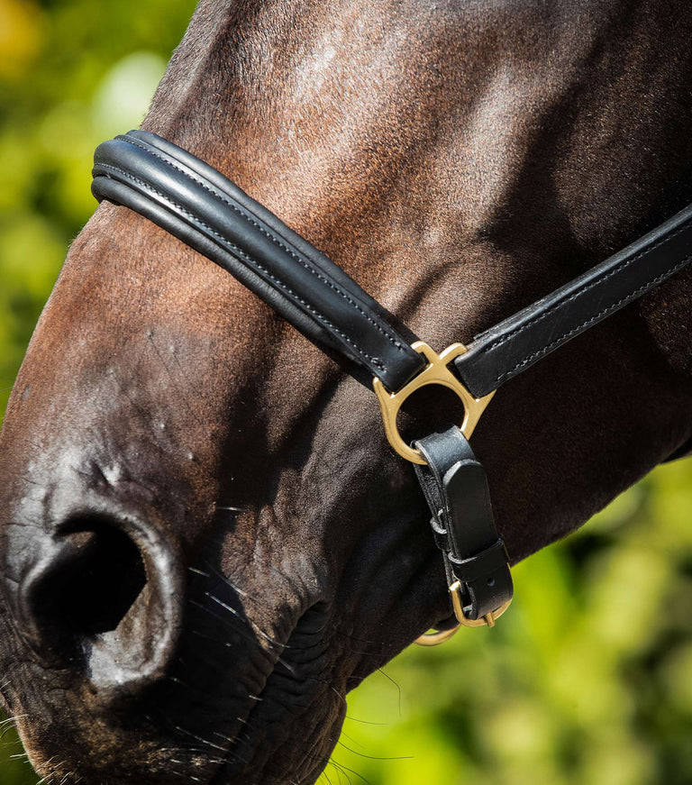 Premier Equine Rego Padded Leather Head Collar / halter