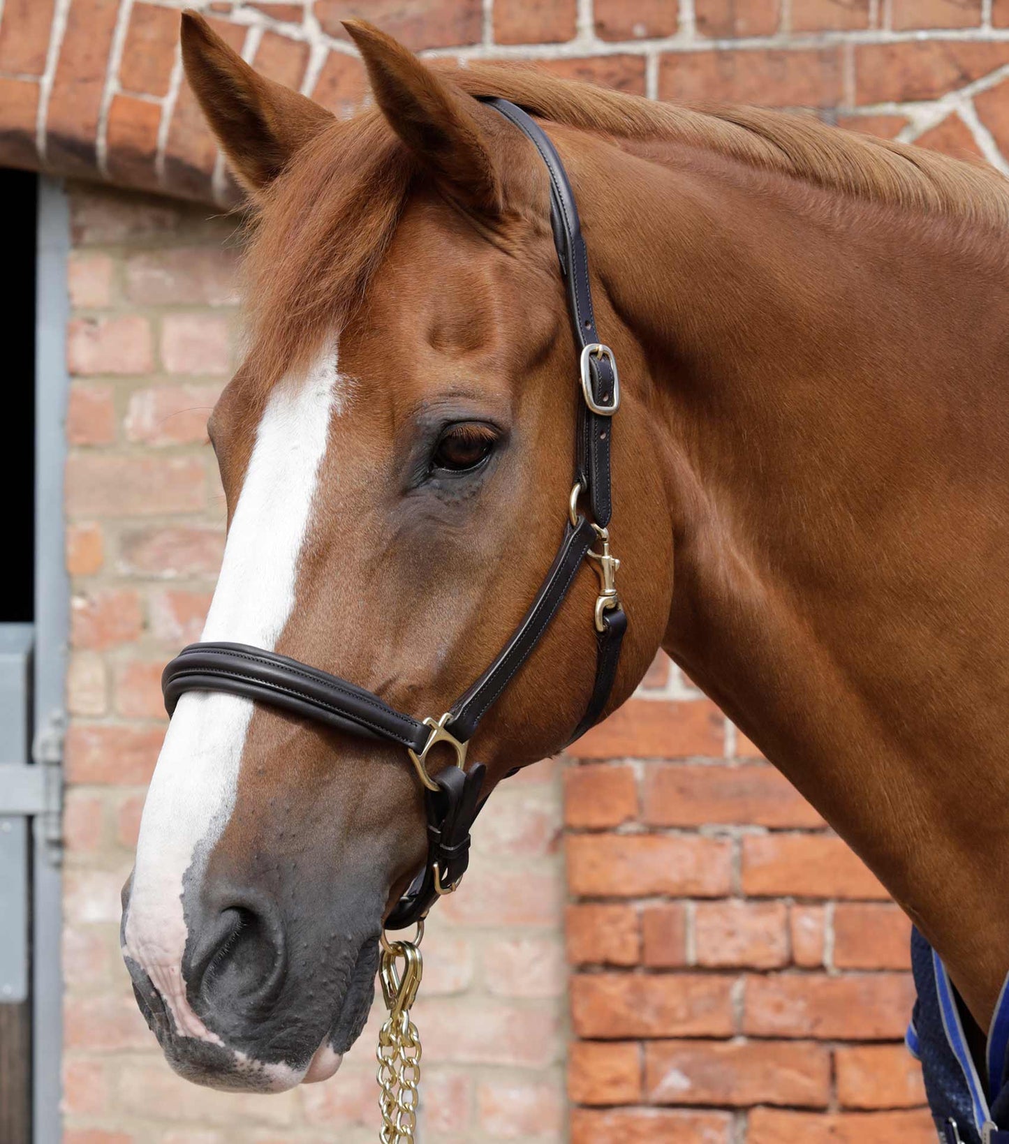 Premier Equine Rego Padded Leather Head Collar / halter