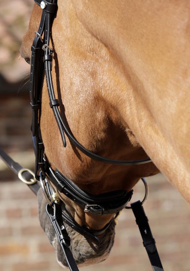 Premier Equine Rizzo Anatomic Snaffle Bridle with Flash