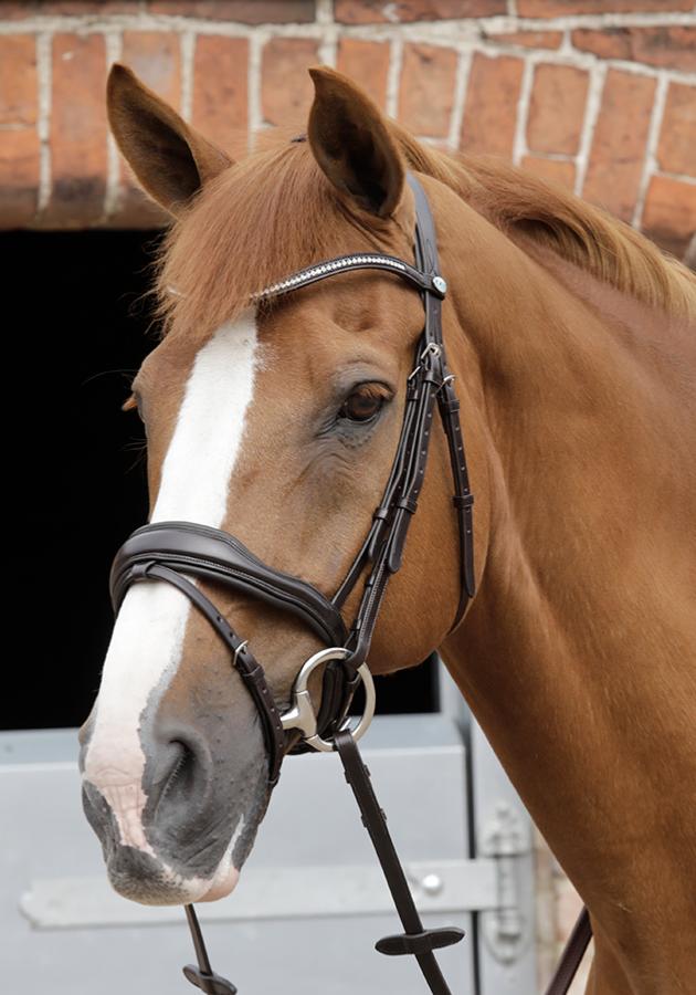Premier Equine Stellazio Anatomic Snaffle Bridle with Flash