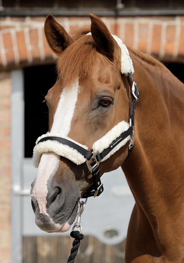 PE Techno Wool Lined Halter / Head Collar. Sale!