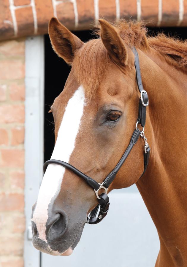 Premier Equine Hennaroso Rolled Anatomic Leather Halter