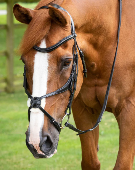 Premier Equine Glorioso Grackle Bridle