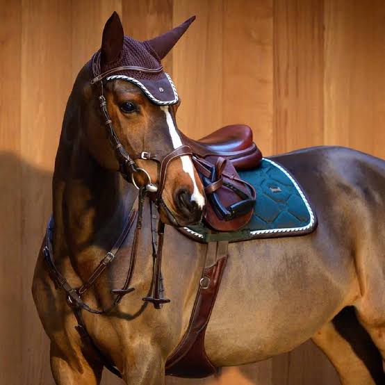 PS of Sweden brown Nirak bridle full size (size 2) Brand new! - Robyn's Tack Room