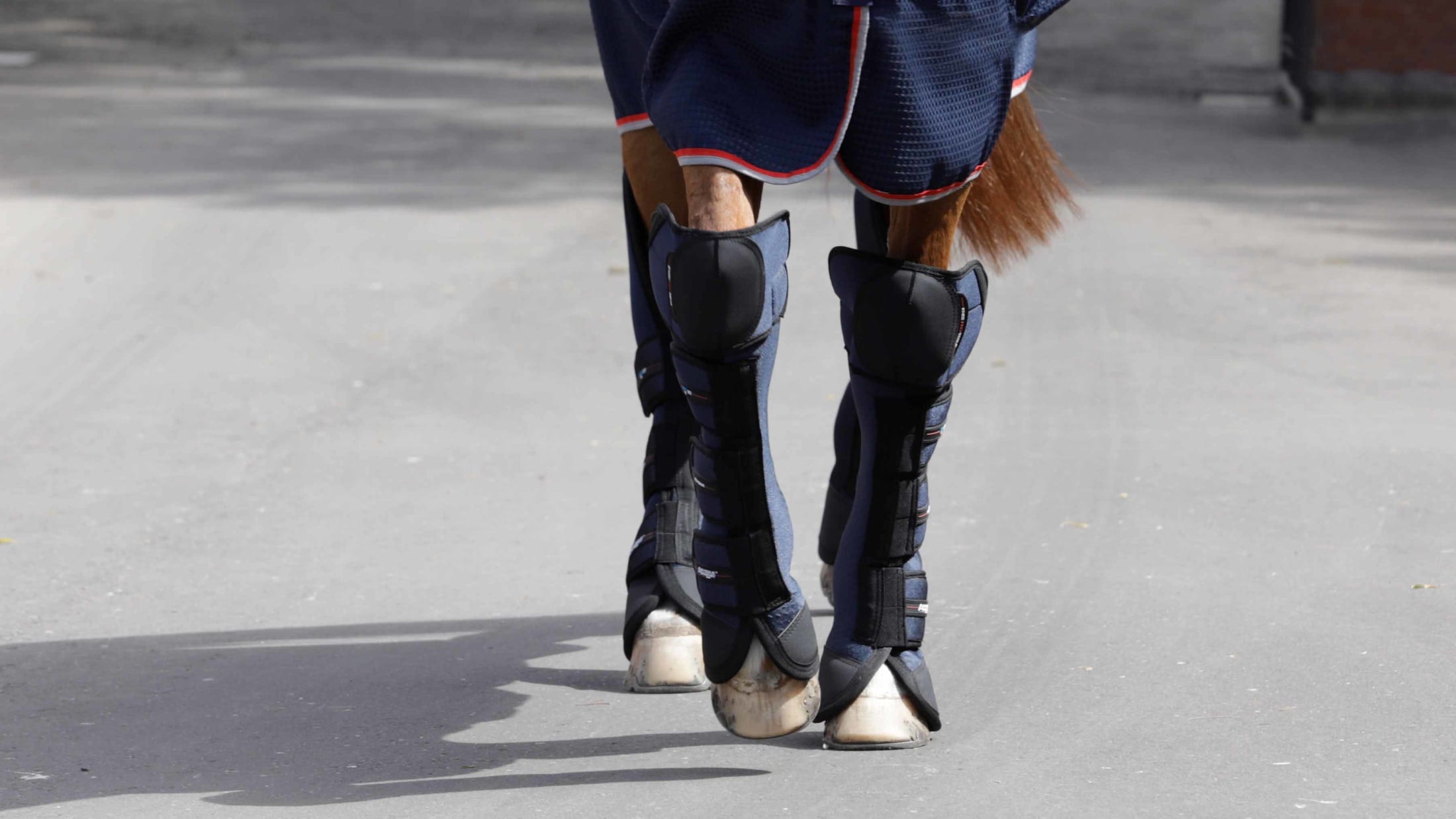 Horse travel shop boots australia