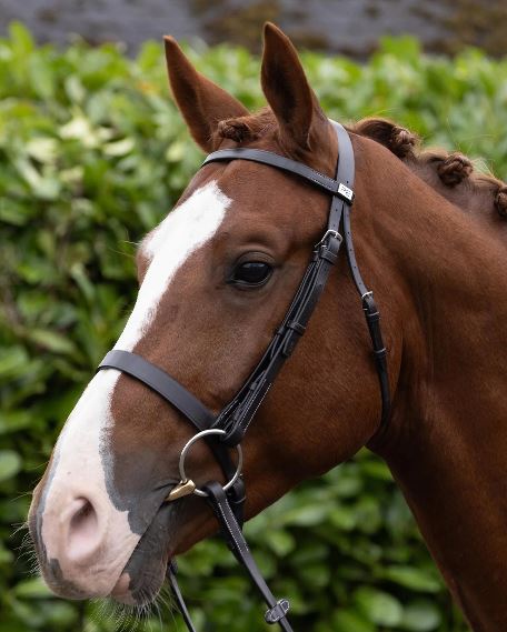 Premier Equine Hunter Bridle