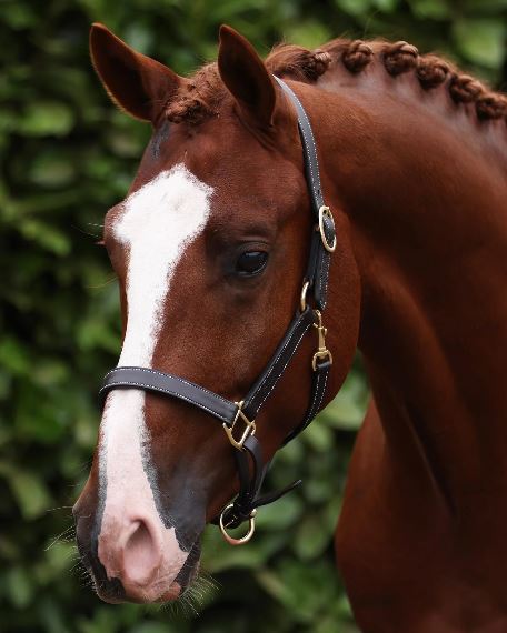 Premier Equine Traditional Leather Headcollar
