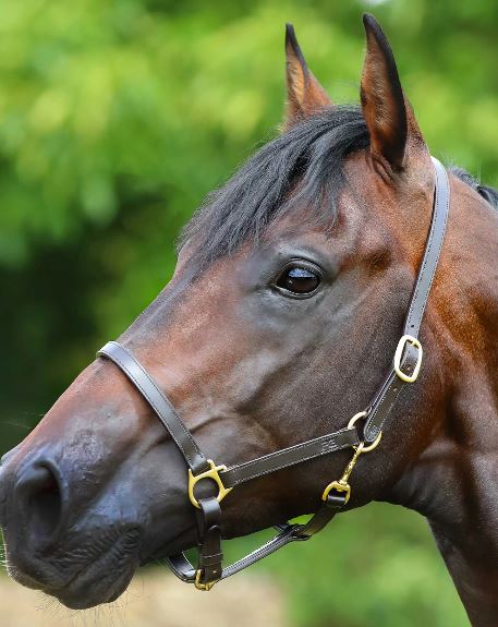 Premier Equine Pasco Plain Leather Head Collar