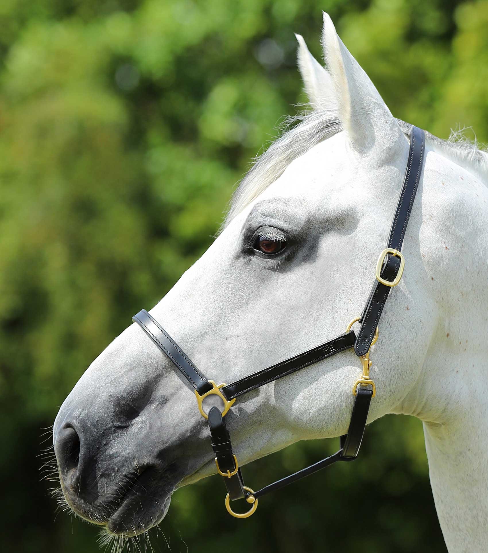 Description:Plain Leather Head Collar_Colour:Black_Position:1
