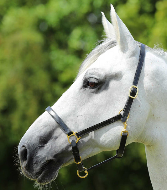 Description:Plain Leather Head Collar_Colour:Black_Position:1