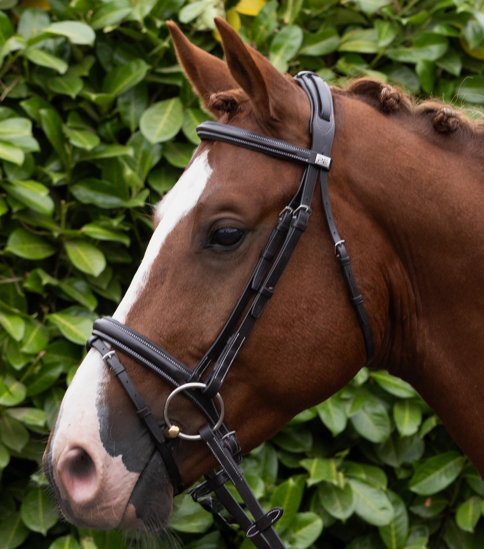 Description:Pro elevator padded browband_Colour:dark havana_Position:2