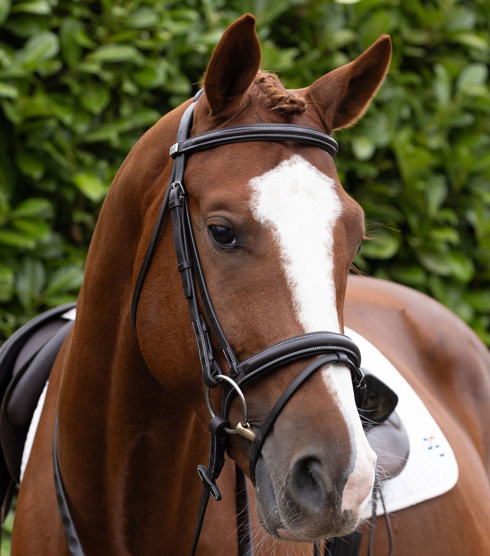 Description:Pro elevator padded browband_Colour:dark havana_Position:6