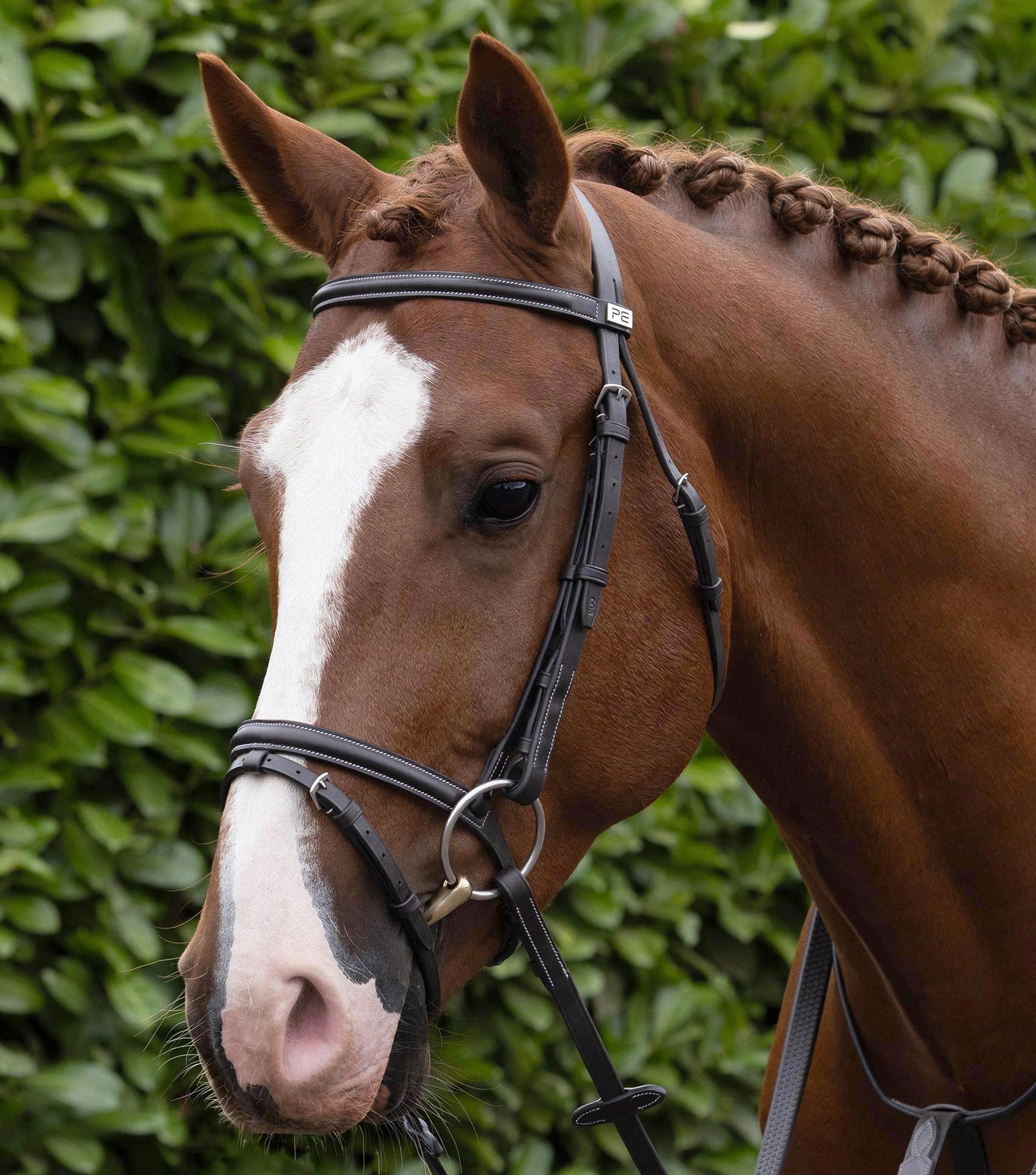 Description:Raised browband for raised jumping bridle_colour:dark havana_position:2