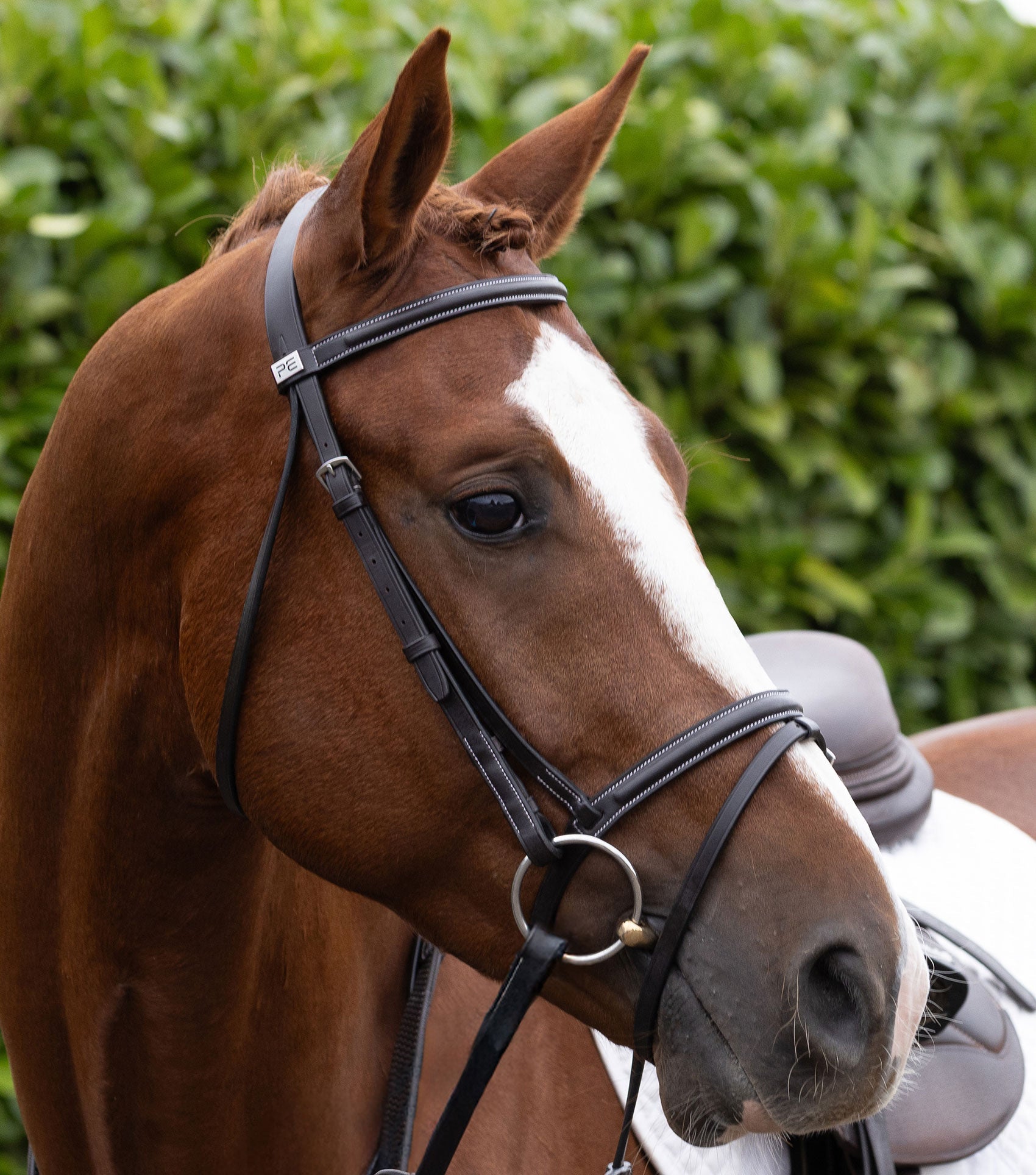Description:Raised browband for raised jumping bridle_colour:dark havana_position:6