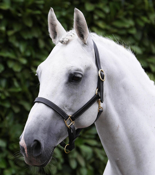 Description:Traditional Leather Headcollar_Colour:Black_Position:1