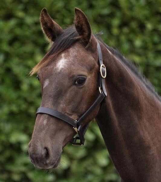 Description:Yearling Head Collar_Colour:Dark Havana_Position:1