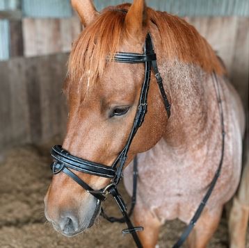 ETS Fancy Stitch Italian Leather Anatomical Bridle and reins. Sale! Full size, Black