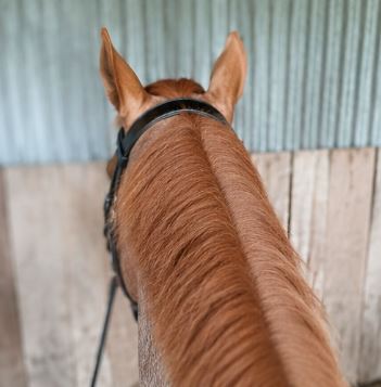 ETS Fancy Stitch Italian Leather Anatomical Bridle and reins. Sale! Full size, Black