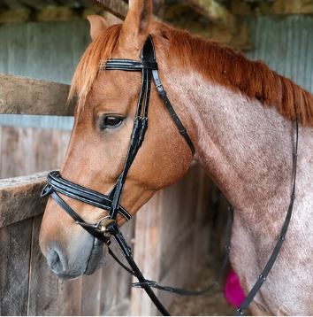 ETS Fancy Stitch Italian Leather Anatomical Bridle and reins. Sale! Full size, Black