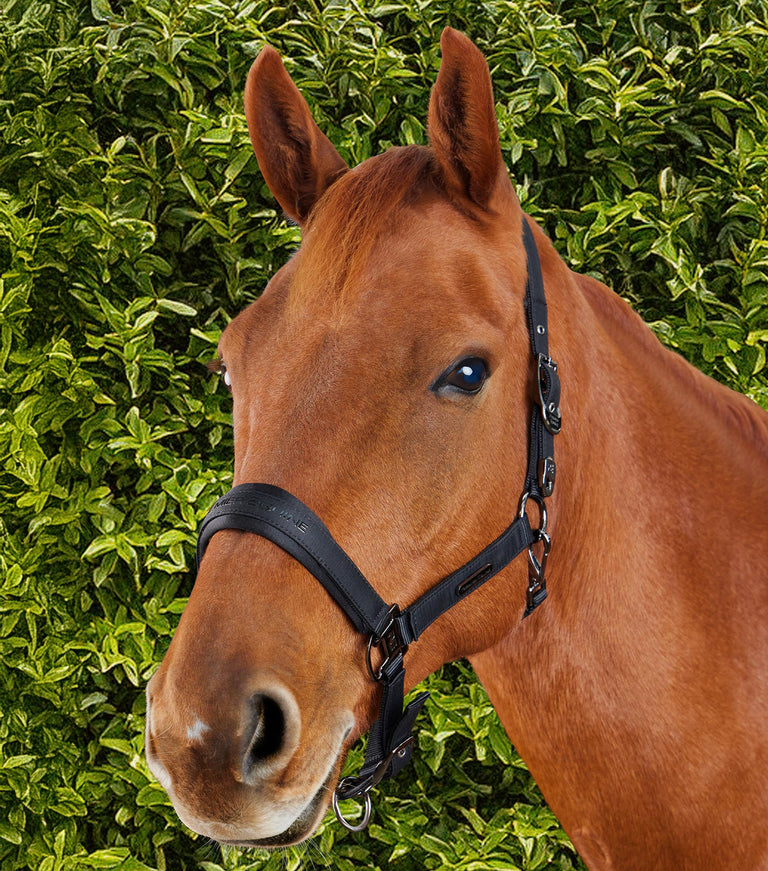 Premier Equine Duco Padded Head Collar with Lead Rope