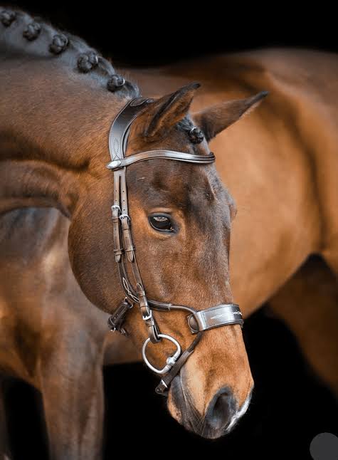 PS of Sweden black High Jump bridle full size (size 3)