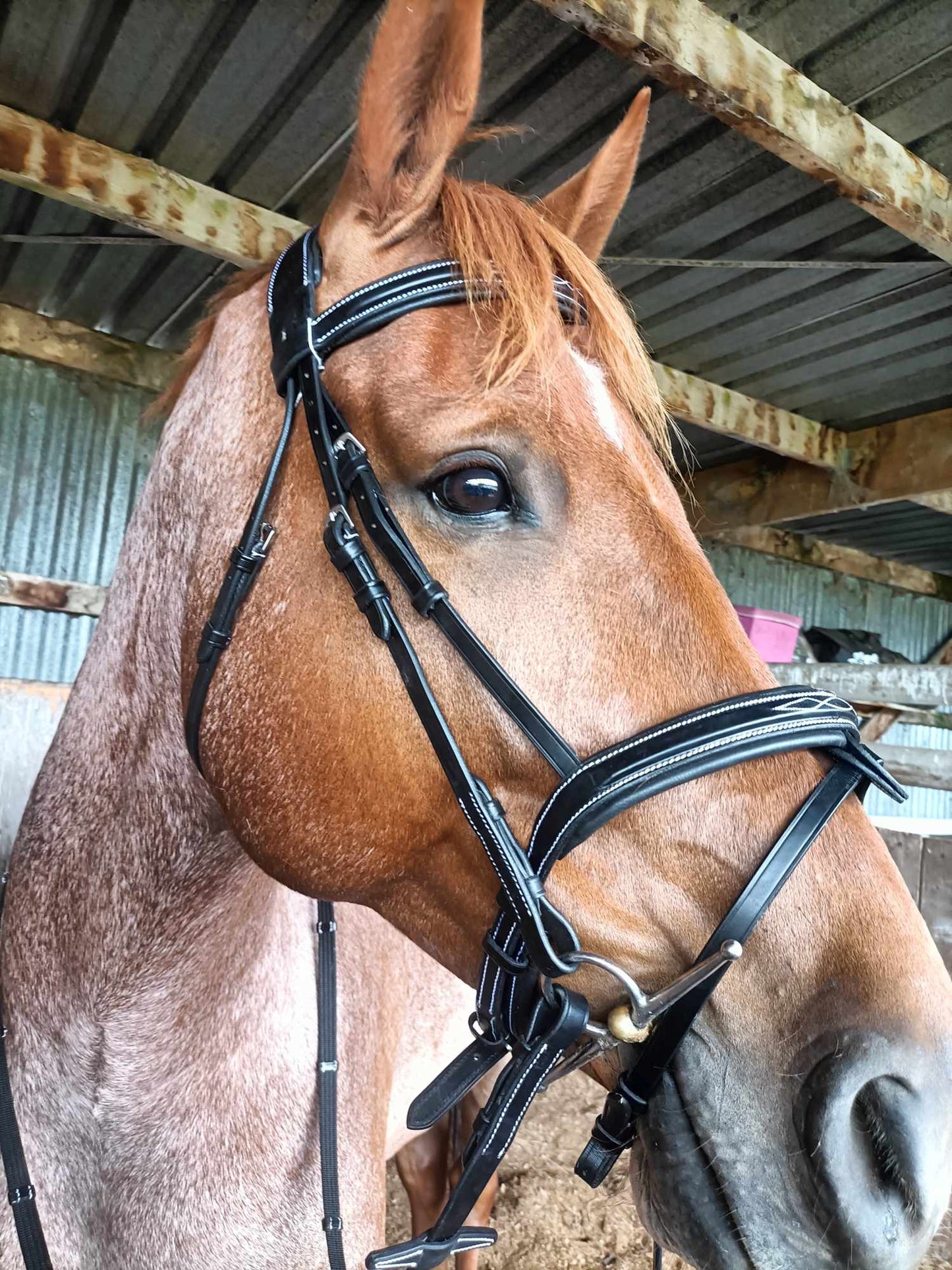 ETS Fancy Stitch Italian Leather Bridle and reins