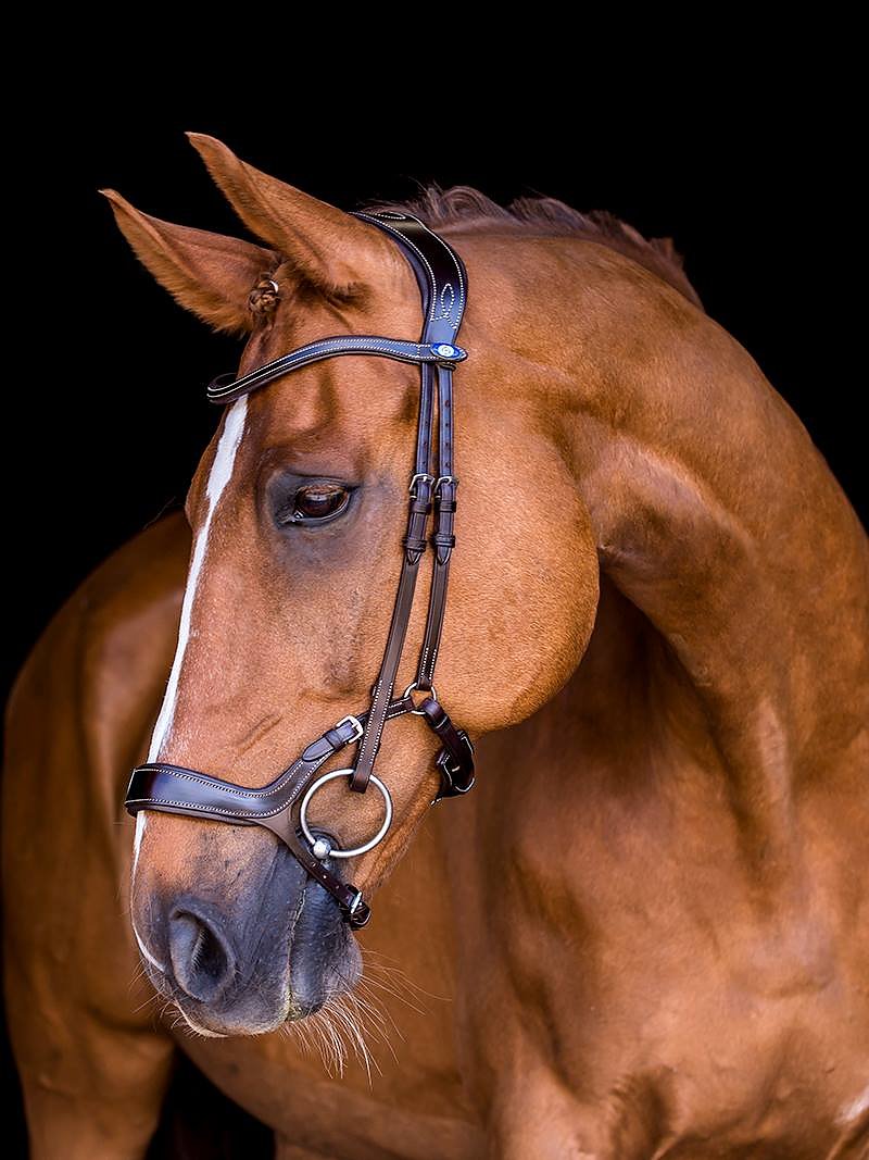 PS of Sweden black Pioneer bridle, full size