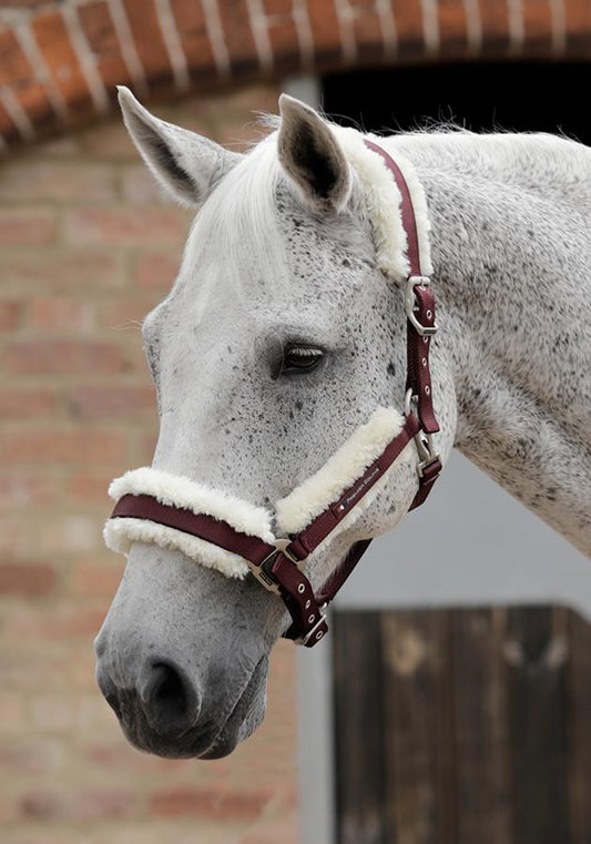 PE Techno Wool Lined Halter / Head Collar. Sale!