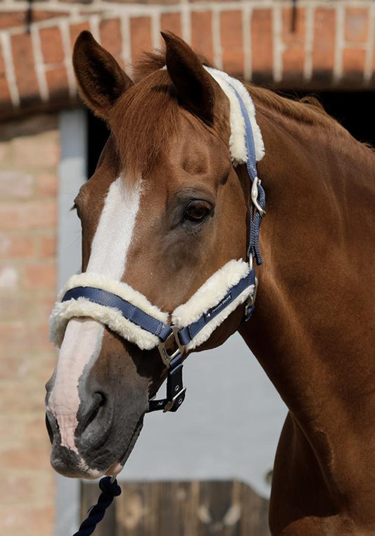 PE Techno Wool Lined Halter / Head Collar. Sale!