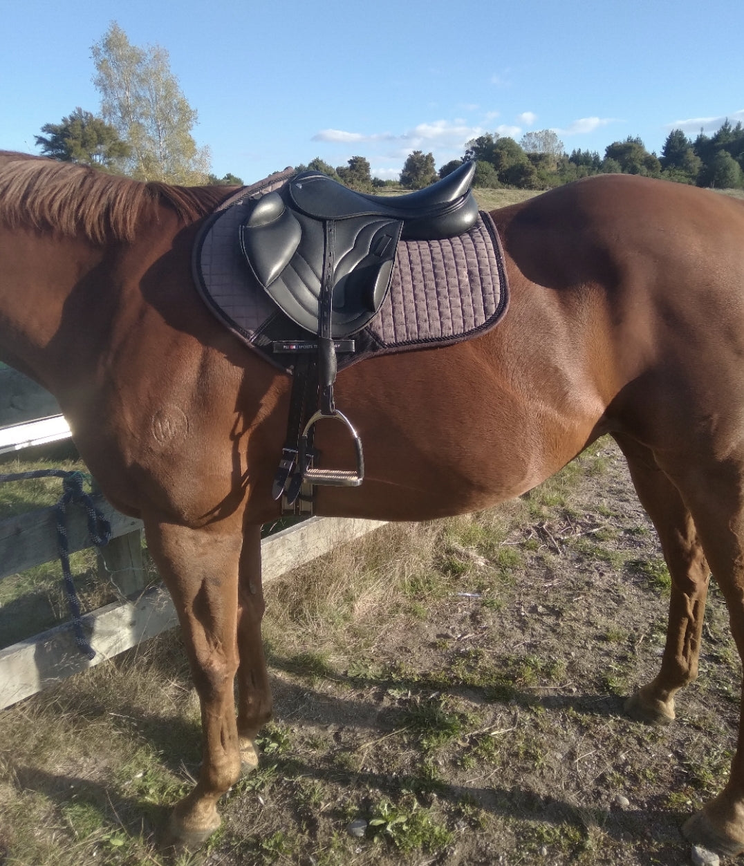 Equine saddle top