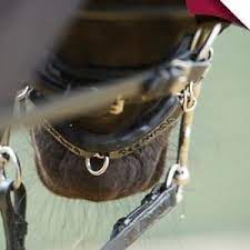 Acavallo Gel Curb Chain Guard – ROBYN'S TACK ROOM